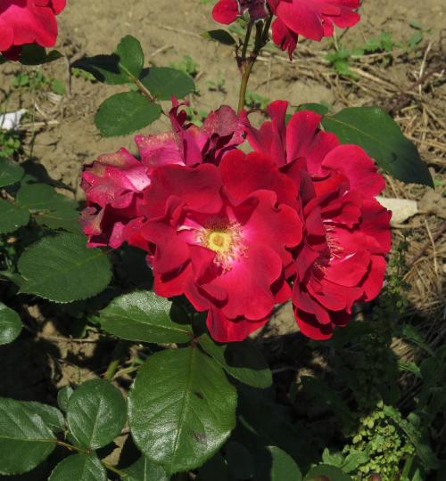 rosaseaoffireflosgarnonwilliams