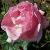 rosathequeenelizabethcflorogerltd1