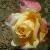 rosatinaturnercflorogerltd1