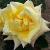 rosatomfostercflorogerltd1