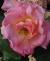 rosahazelmccallioncflogarnonwilliams1a