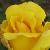 rosamissharpcflogarnonwilliams1a