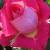 rosaprideoflakelandcflogarnonwilliams1a