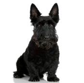 mydogsignson1