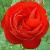 rosadublinbaycflorogerltd1