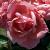 rosagigglescflorogerltd1a