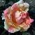 rosagracedonnellycflorogerltd1
