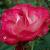 rosakristincflorogerltd1