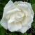 rosamrsherbertstevensclimbingcflorogerltd1a