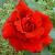 rosaroyalwilliamcflorogerltd1