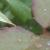 rosasouvenirdeclaudiusdenoyelcfolrogerltd1