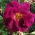 rosaadamsrosecflo3garnonswilliams