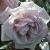 rosaalbertineflot