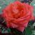 rosaannabellcflo1a