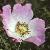 rosacaninadogroseflot1a