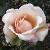 rosachampagnecelebrationcflomidgarnonswilliams1a