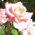 rosacranfordcflomidgarnonswilliam