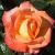 rosacreamsiclecflogarnonwilliams1