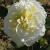 rosadavidsstarcflogarnonwilliams1