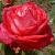 rosadebbiethomascflorogerltd