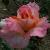 rosadeidrehallcflorogerltd