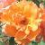 rosadoristystermancflocoblands