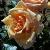 rosadoublegoldCflorogerltd
