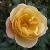 rosaflowercarpetambercflomidgarnonswilliams