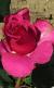 rosahotprincesscflogarnonwilliams1