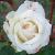 rosairrisistiblecflorogerltd