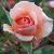 rosajeankenneallycflorogerltd