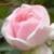 rosajeanmermozcflorogerltd