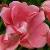 rosalittledorritcflorogerltd