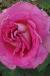 rosalouisestescflogarnonwilliams1