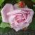 rosamadammecarolinetestoutclimbercflorogerltd