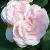 rosamaidensblushsmallcflorogerltd