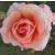 rosamargarethallcflorogerltd