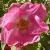 rosamargueritehillingCflorogerltd1