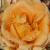 rosaminniethemoochercflogarnonwilliams1