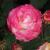 rosapicoteecflogarnonwilliams1