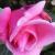 rosapinkfavouritecflogarnonwilliams1