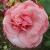 rosapinkperpetuecflorogerltd