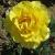 rosaprincessalicecflogarnonwilliams1