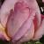 rosaprincessnobukocflogarnonwilliams1