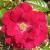 rosaredpearlcflogarnonswilliams