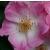 rosarosycushioncflorogerltd1