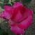 rosasignaturecflorogerltd