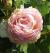 rosastandingovationcflogarnonwilliams1