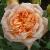 rosasweetdreamcflorogerltd1a