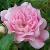 rosathefairycflorogerltd